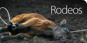 Image credit: www.animalsaustralia.org/rodeos