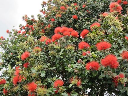 Pōhutukawa_hybrid_(6708706957)